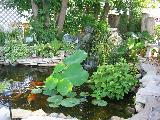 Back yard waterfall from our pond service 